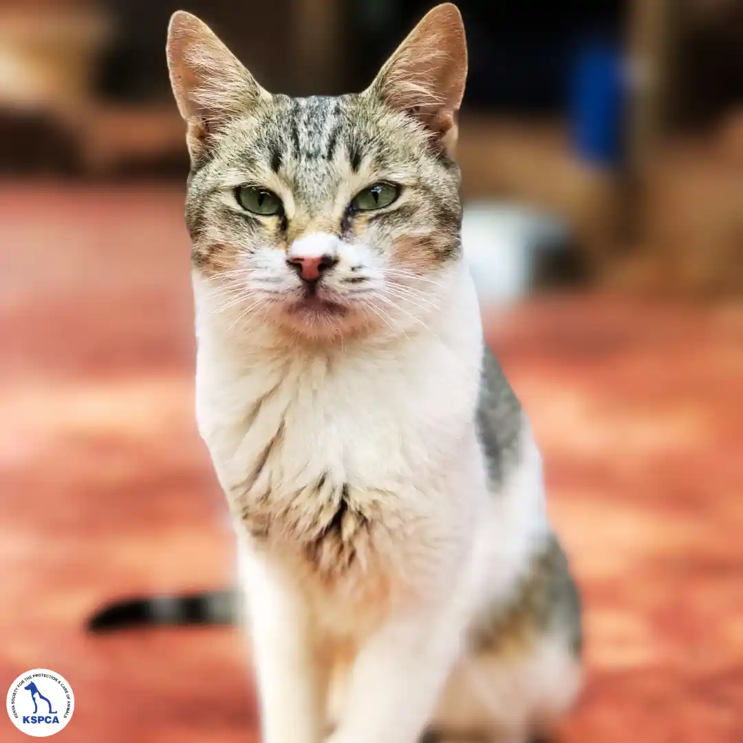 Belinda Adobtable Pet KSPCA