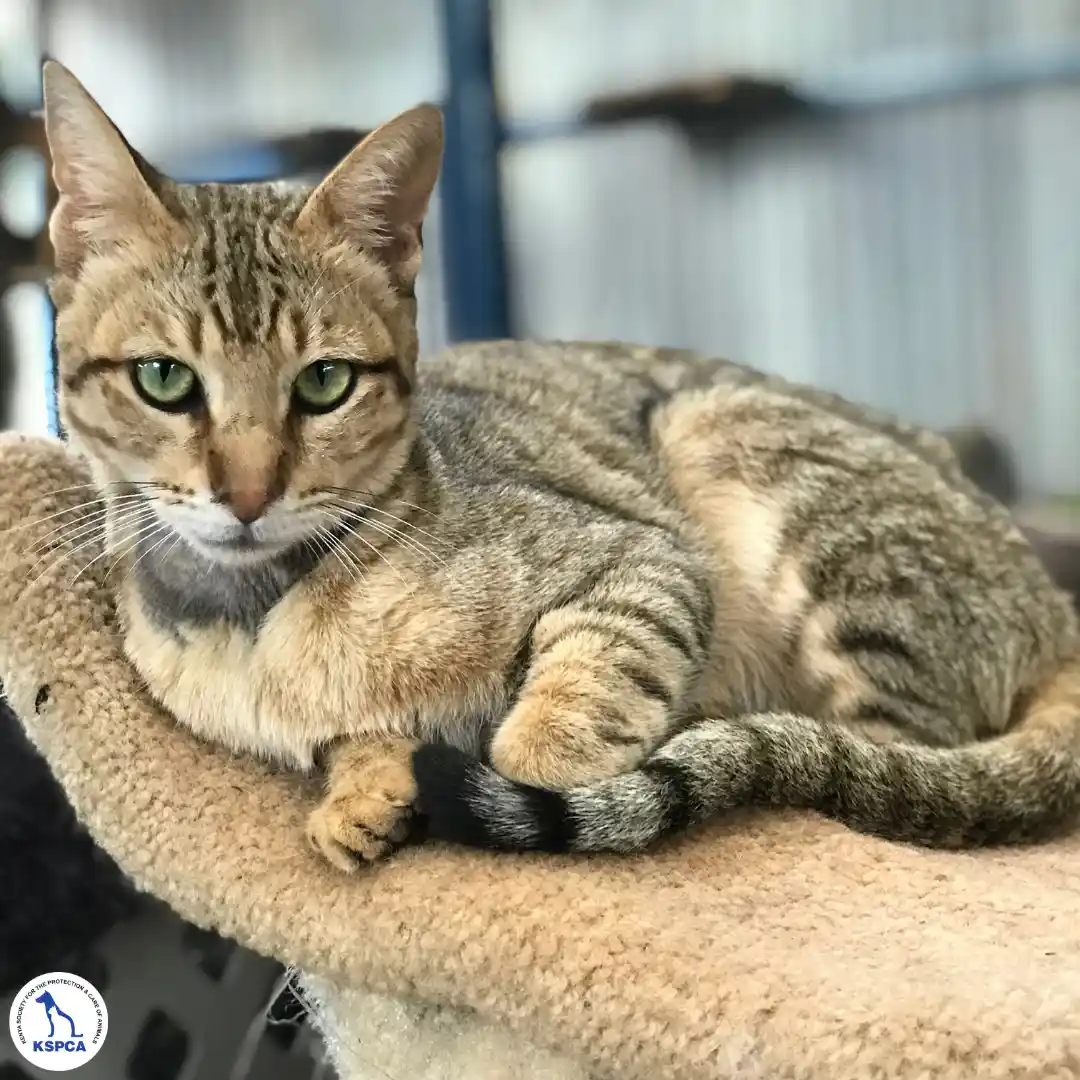 Cole Adobtable Pet KSPCA