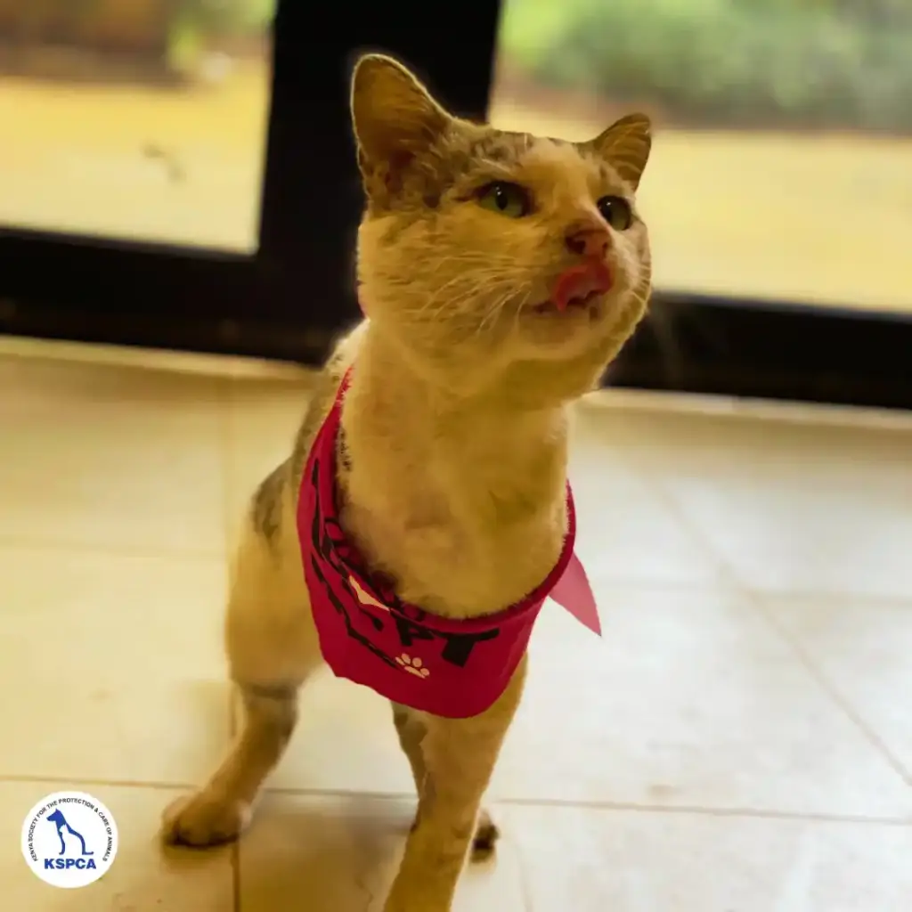 Jinah Adobtable Pet KSPCA