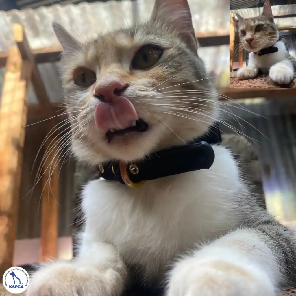 Lily Adobtable Pet KSPCA