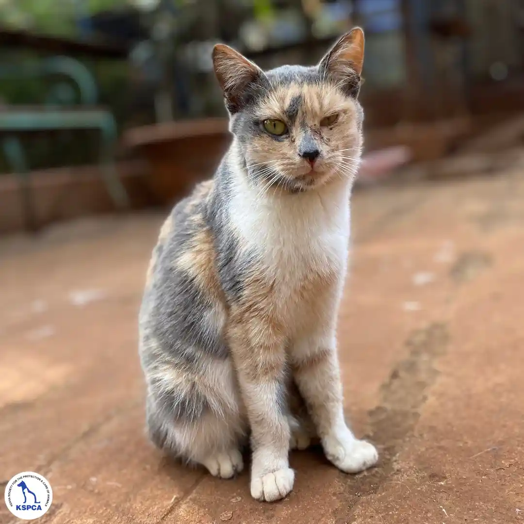 Lucy Adobtable Pet KSPCA