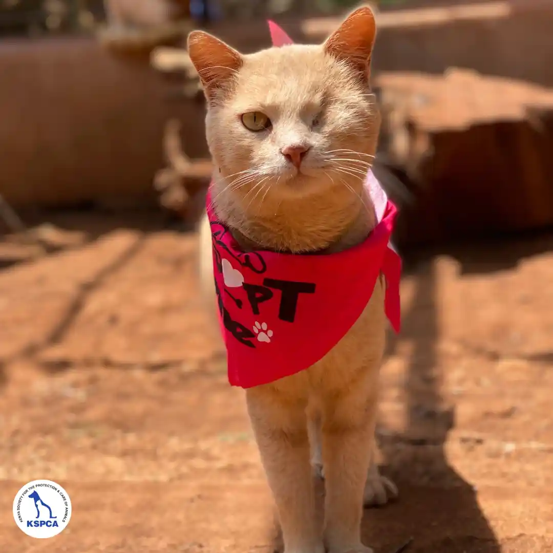 Mio Adobtable Pet KSPCA