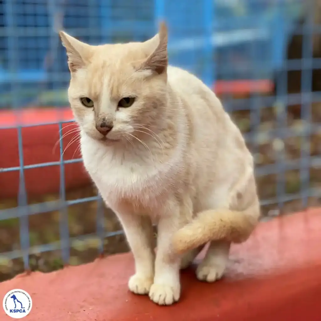 Nessa Adobtable Pet KSPCA