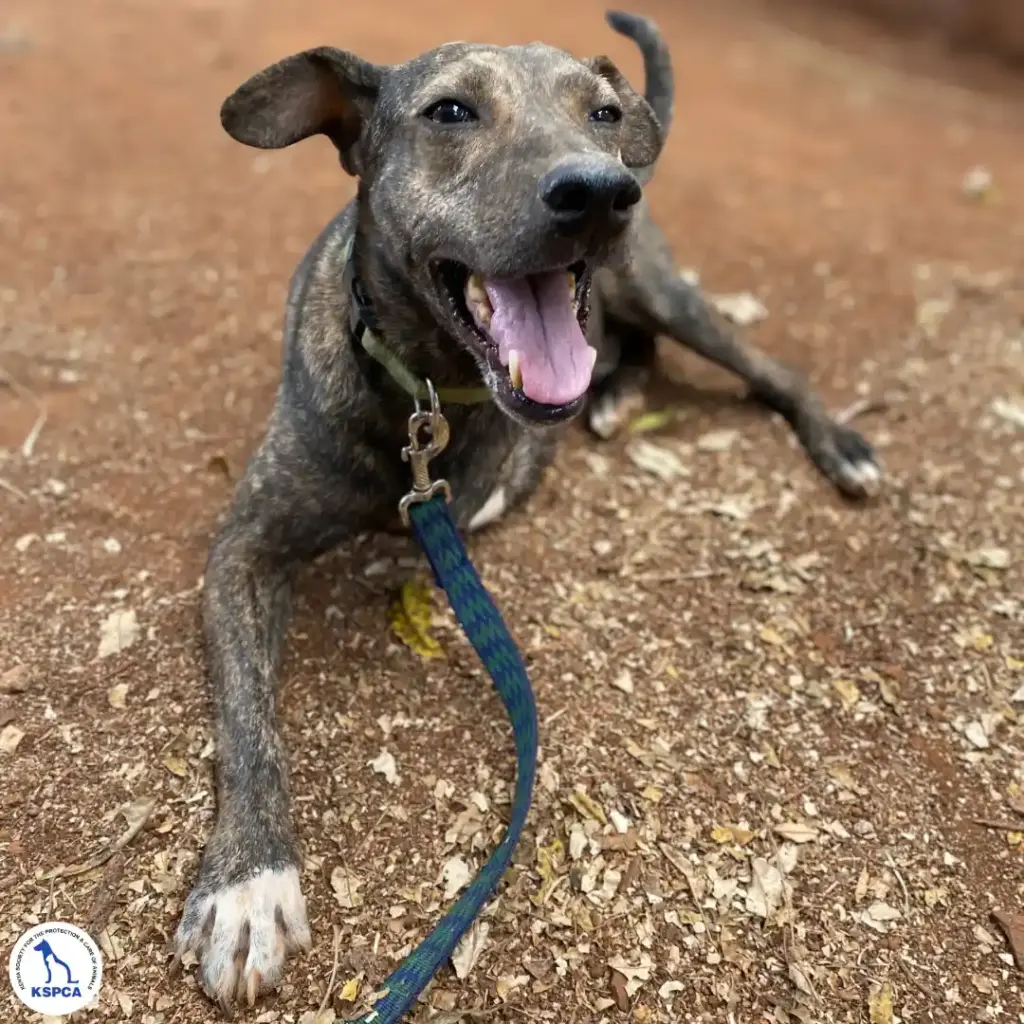 Pardi - adobtable dog