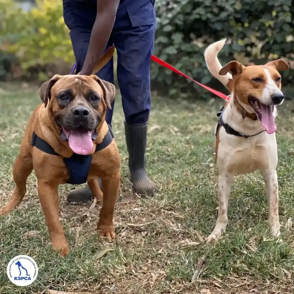 Ron&Tomato Adoptable pets