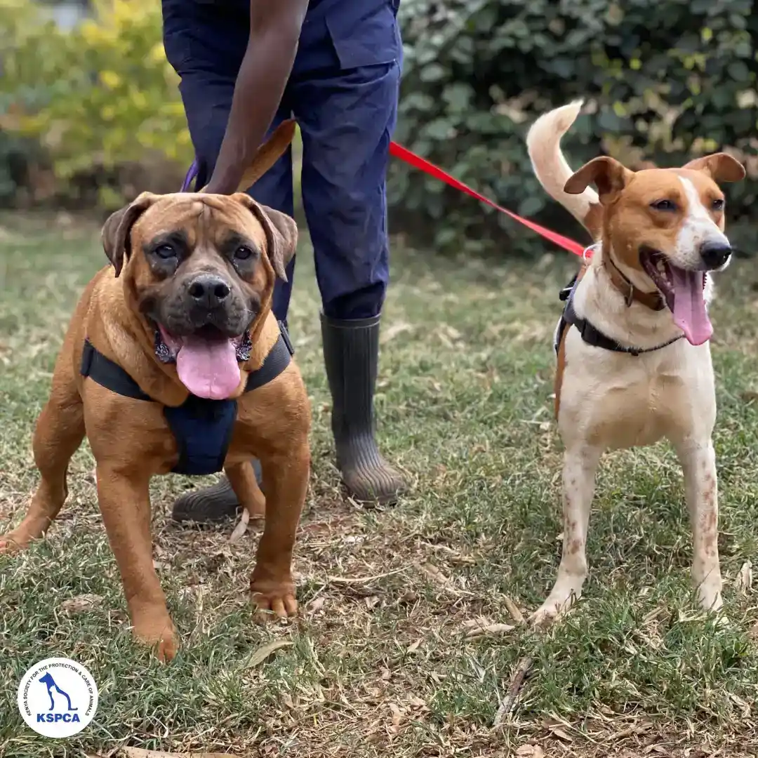 Ron&Tomato Adoptable pets