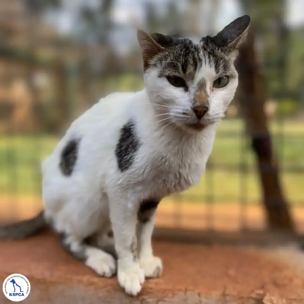 Sabor Adobtable Pet KSPCA