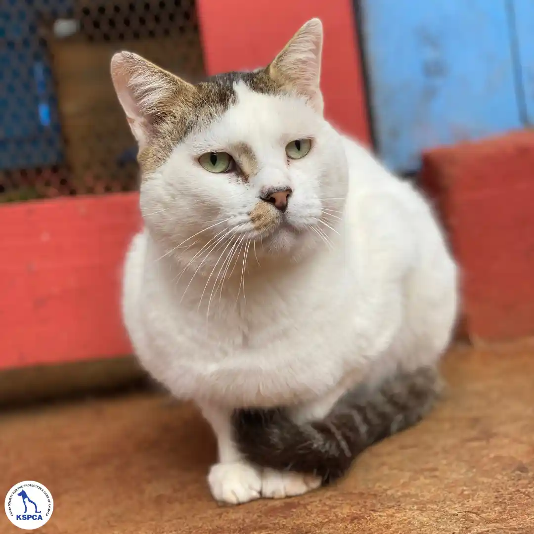 Syoka Adobtable Pet KSPCA