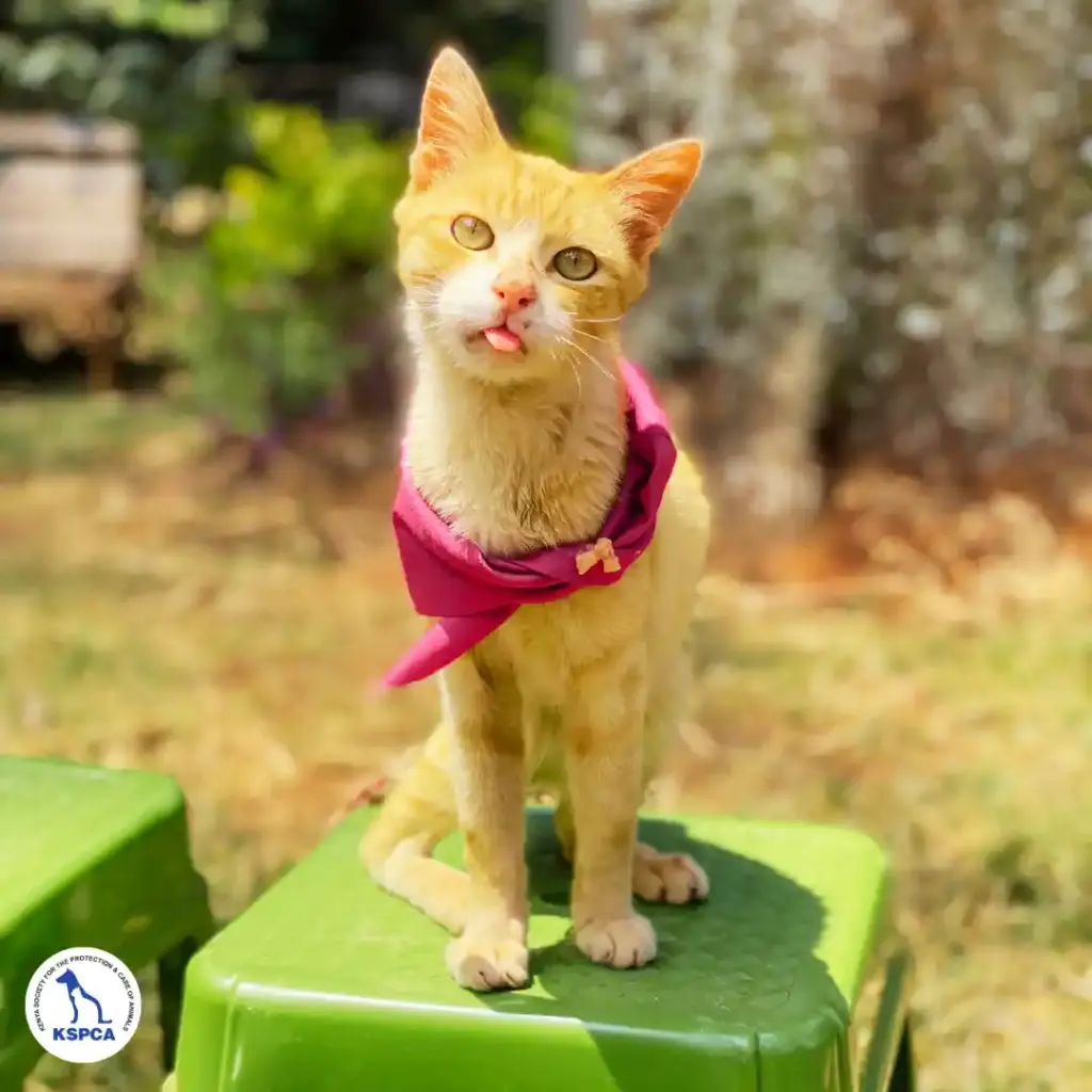 Wire Adobtable Pet KSPCA