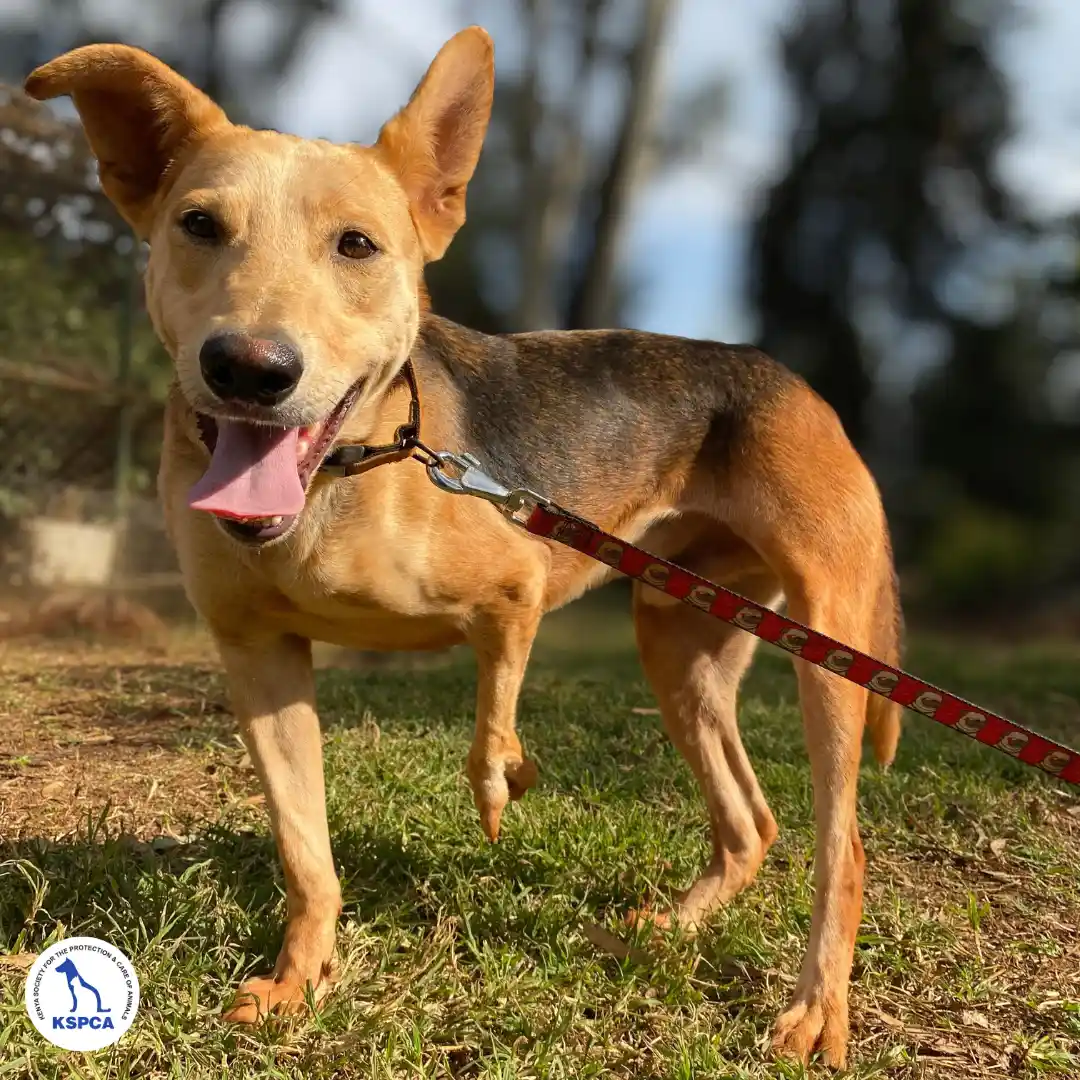 Vulcan Adoptable Pet KSPCA