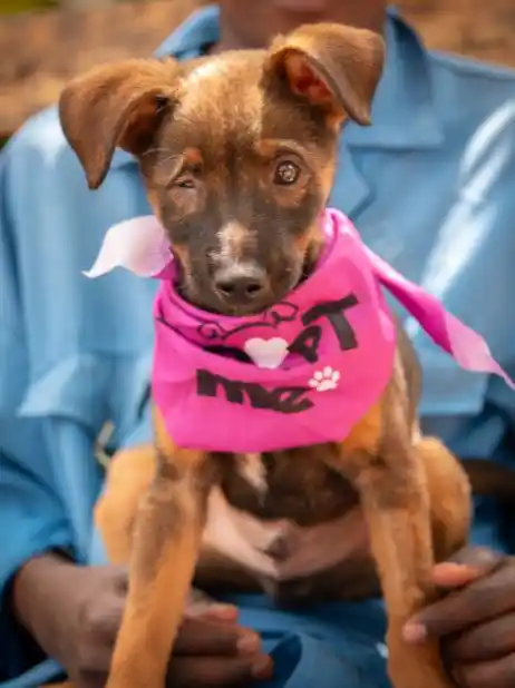 Adopt or Foster A Pet Kenya