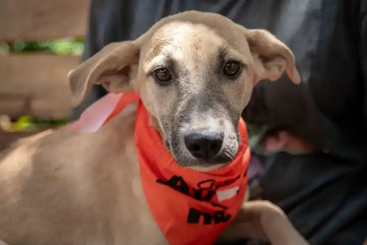 Adopt or Foster a Pet KSPCA Kenya