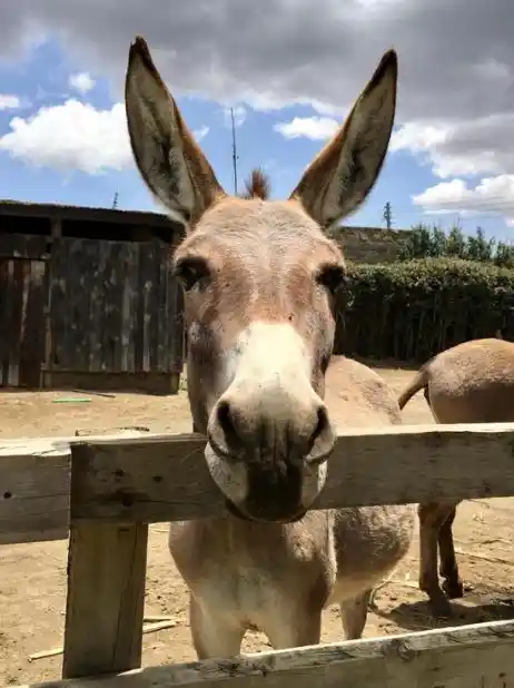 Donate and Support Animals Kenya