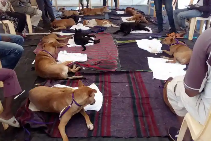 Donate to KSPCA Animal Welfare Kenya