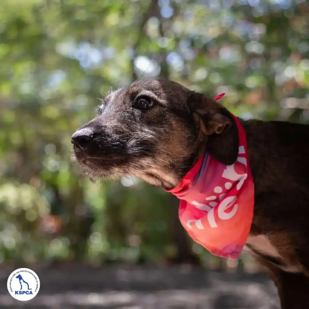 Inu Adobtable Pet KSPCA