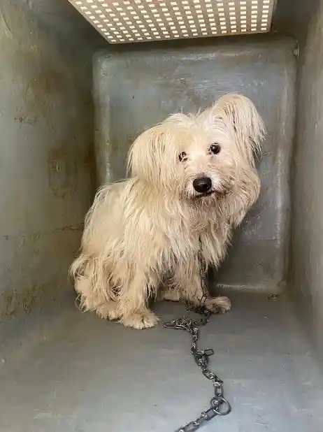 Report Animal Abuse Kenya KSPCA