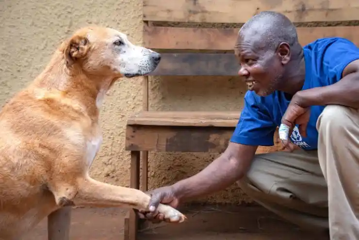 Volunteer Programmes at KSPCA - Kenya