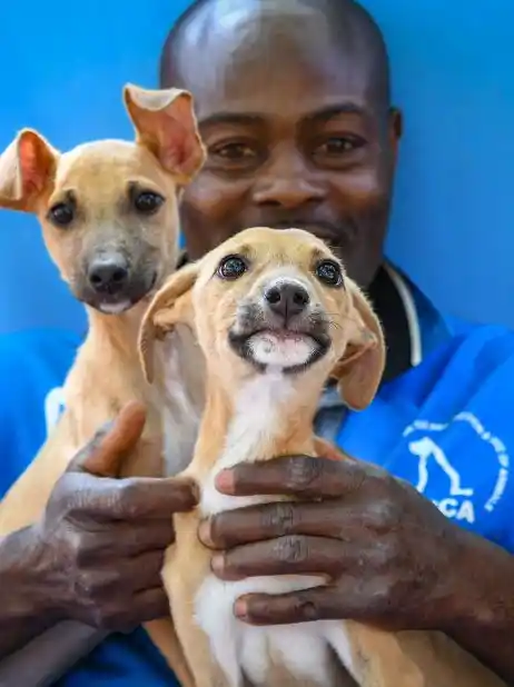 Volunteer at Kenya KSPCA