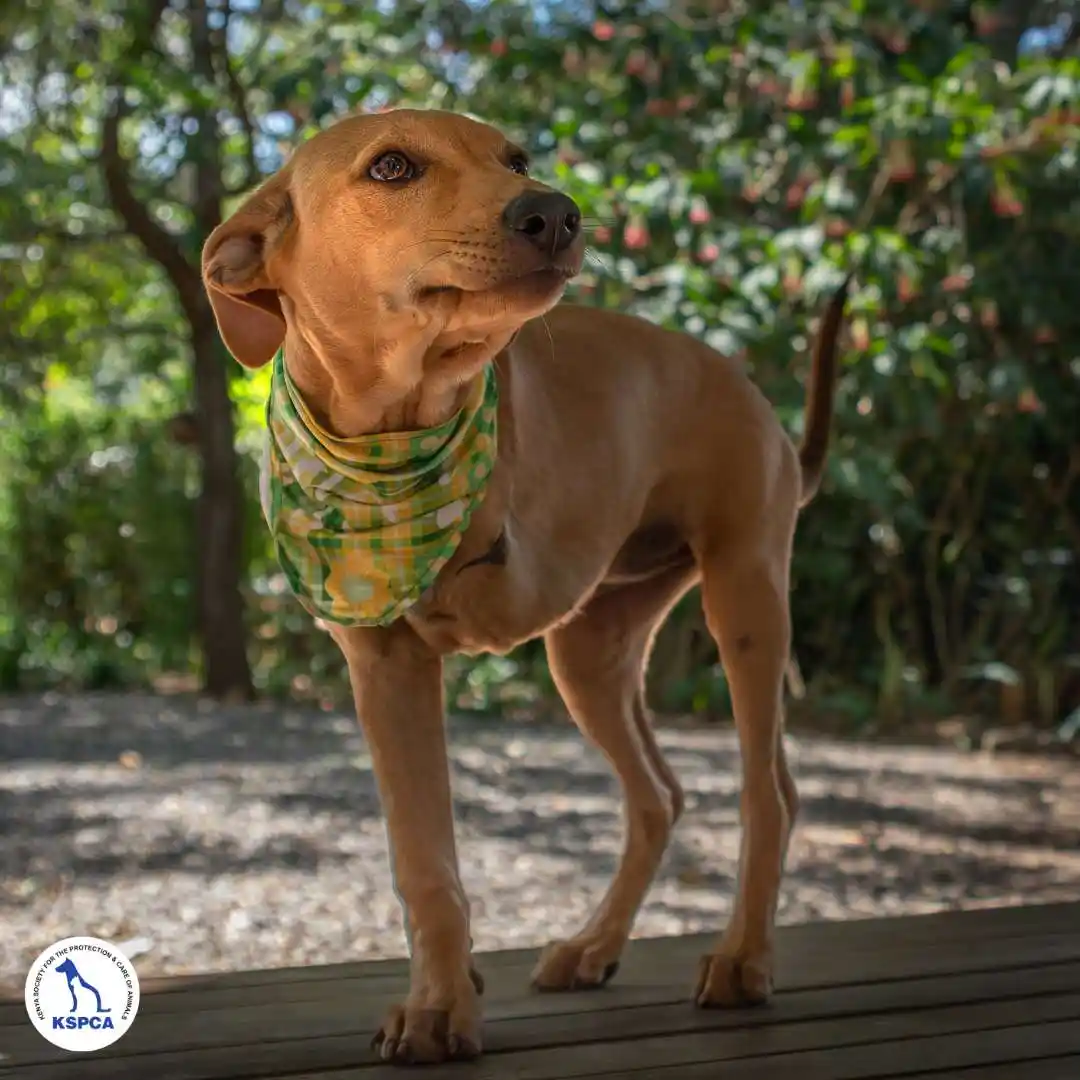 Miyu Adobtable Pet KSPCA