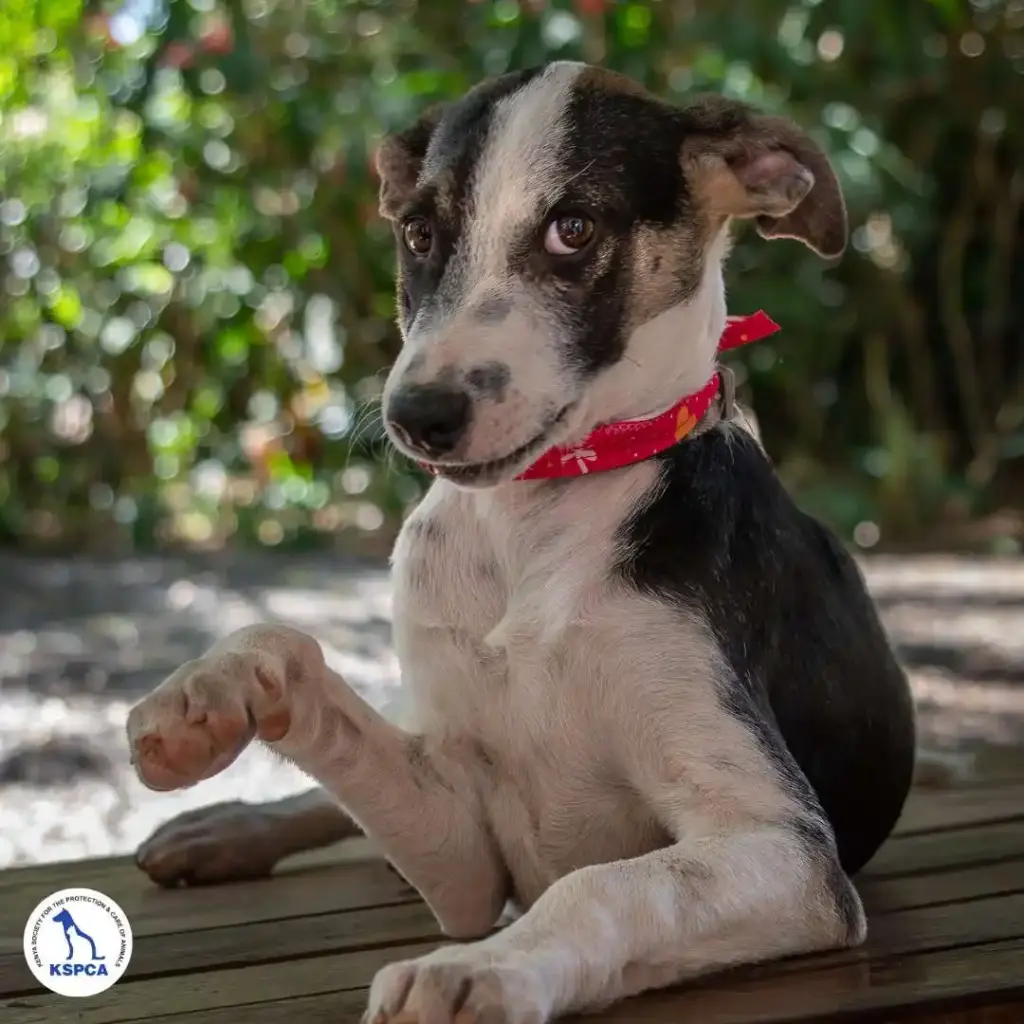 Yoshi Adobtable Pet KSPCA