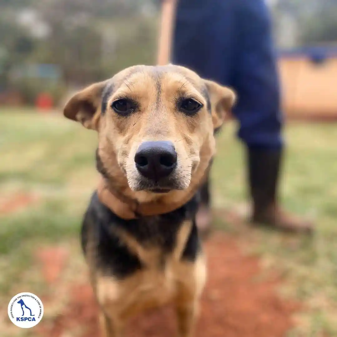 Annabeth Adoptable Pet KSPCA