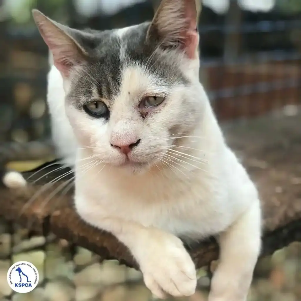 Donald Adoptable Pet KSPCA