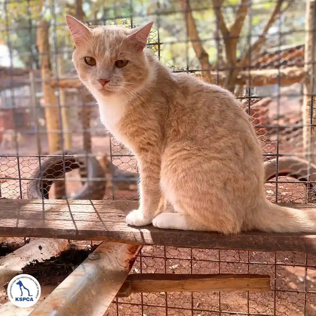 Gizmo Adoptable Pet KSPCA