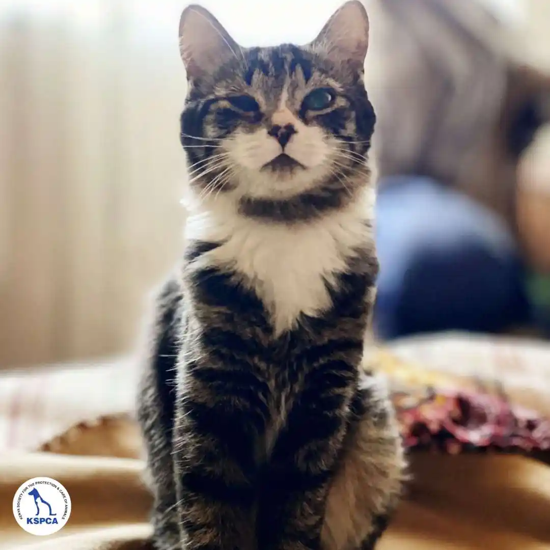 Makeri Adoptable Pet KSPCA