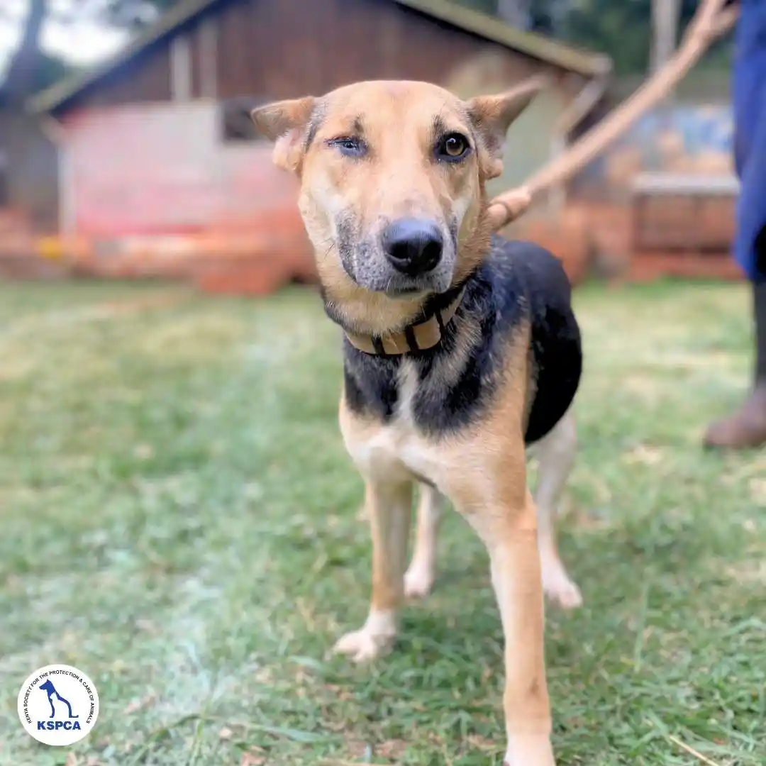 Sweetie Adoptable Pet KSPCA