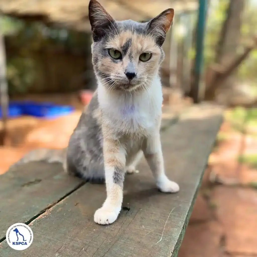 Talia Adoptable Pet KSPCA