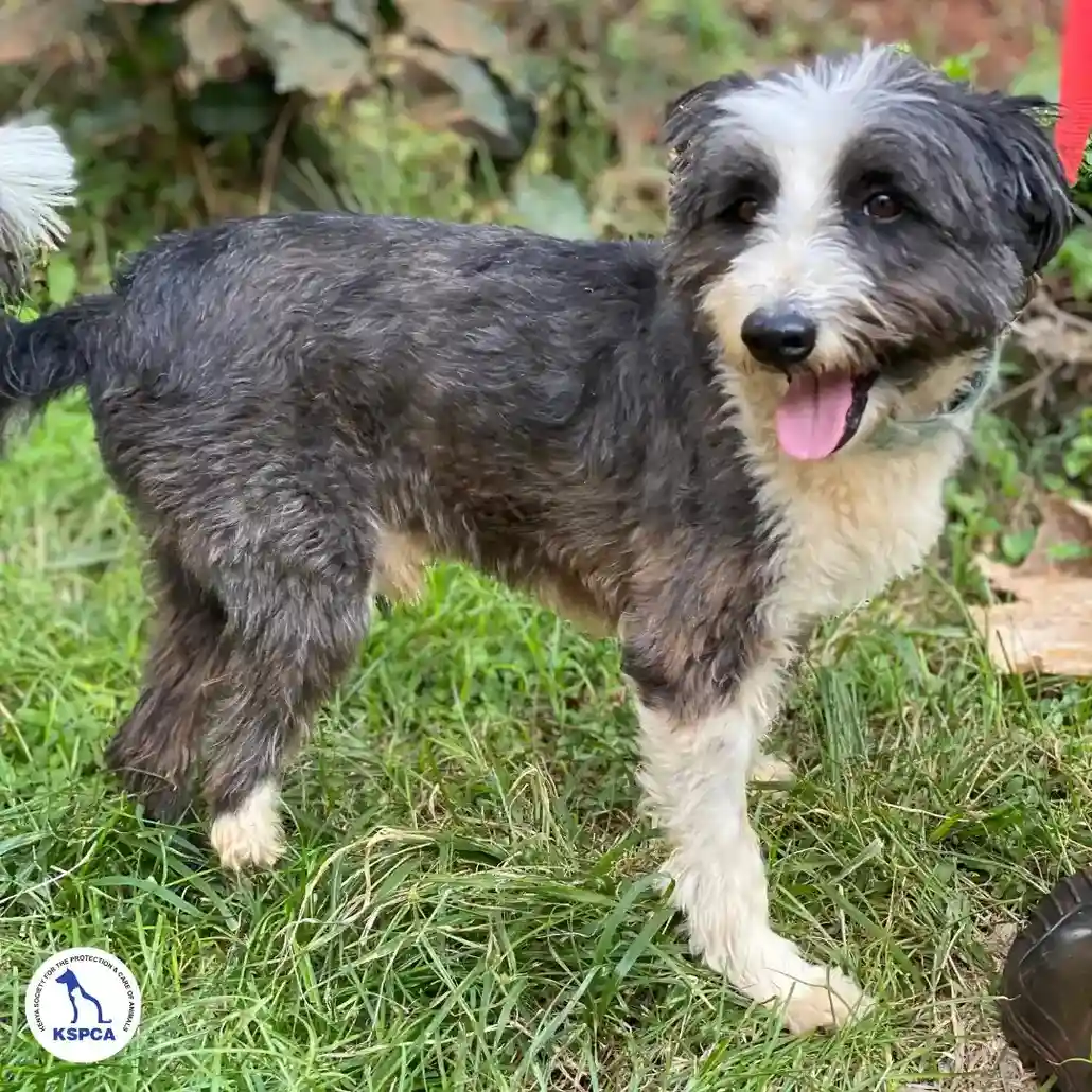 Tsuki Adoptable Pet KSPCA