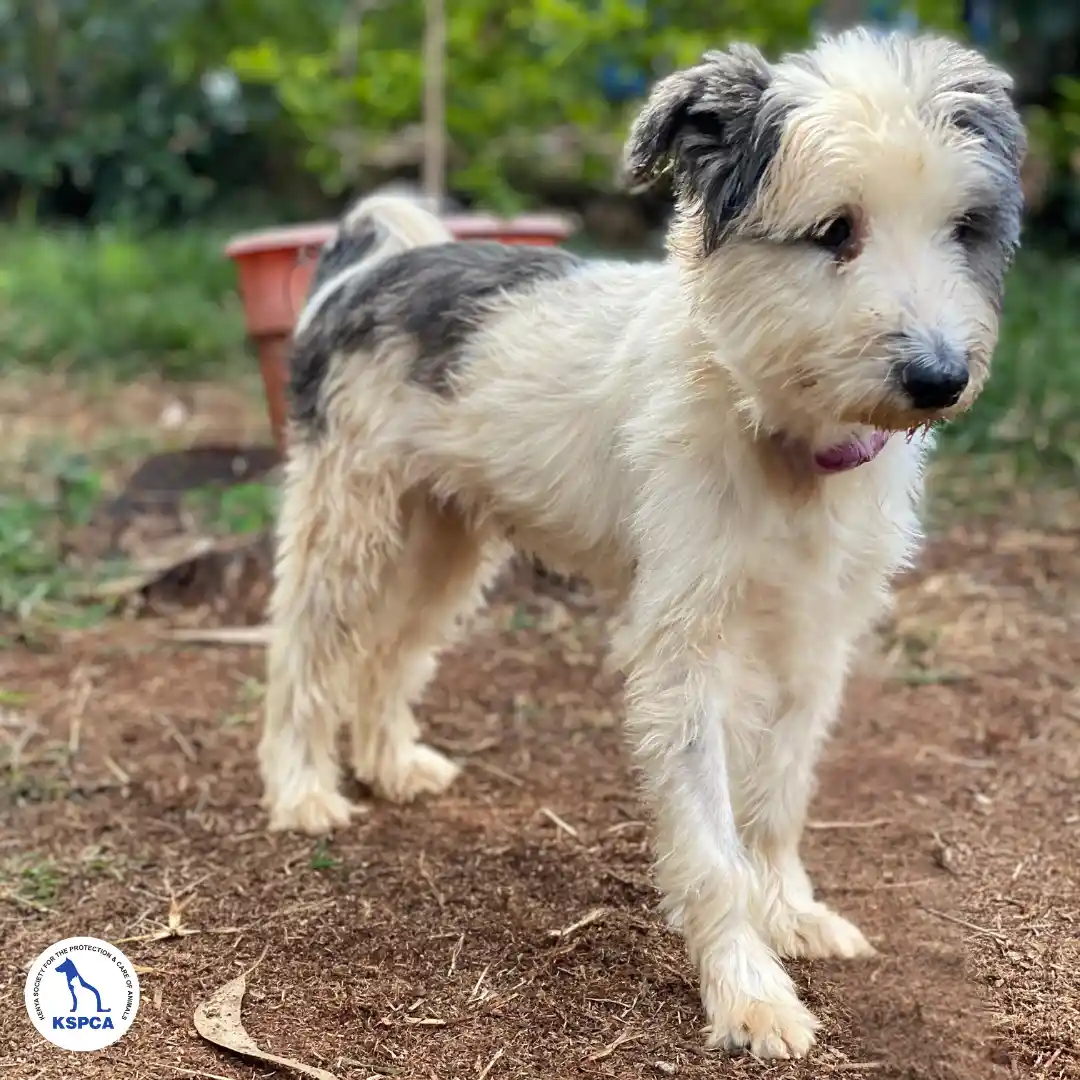 Kana Adoptable Pet KSPCA