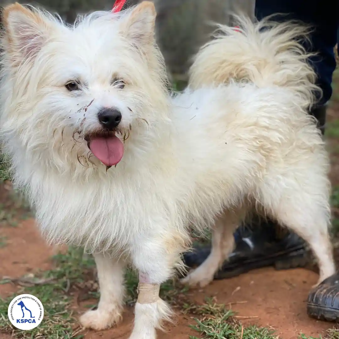 Koda Adoptable Pet KSPCA