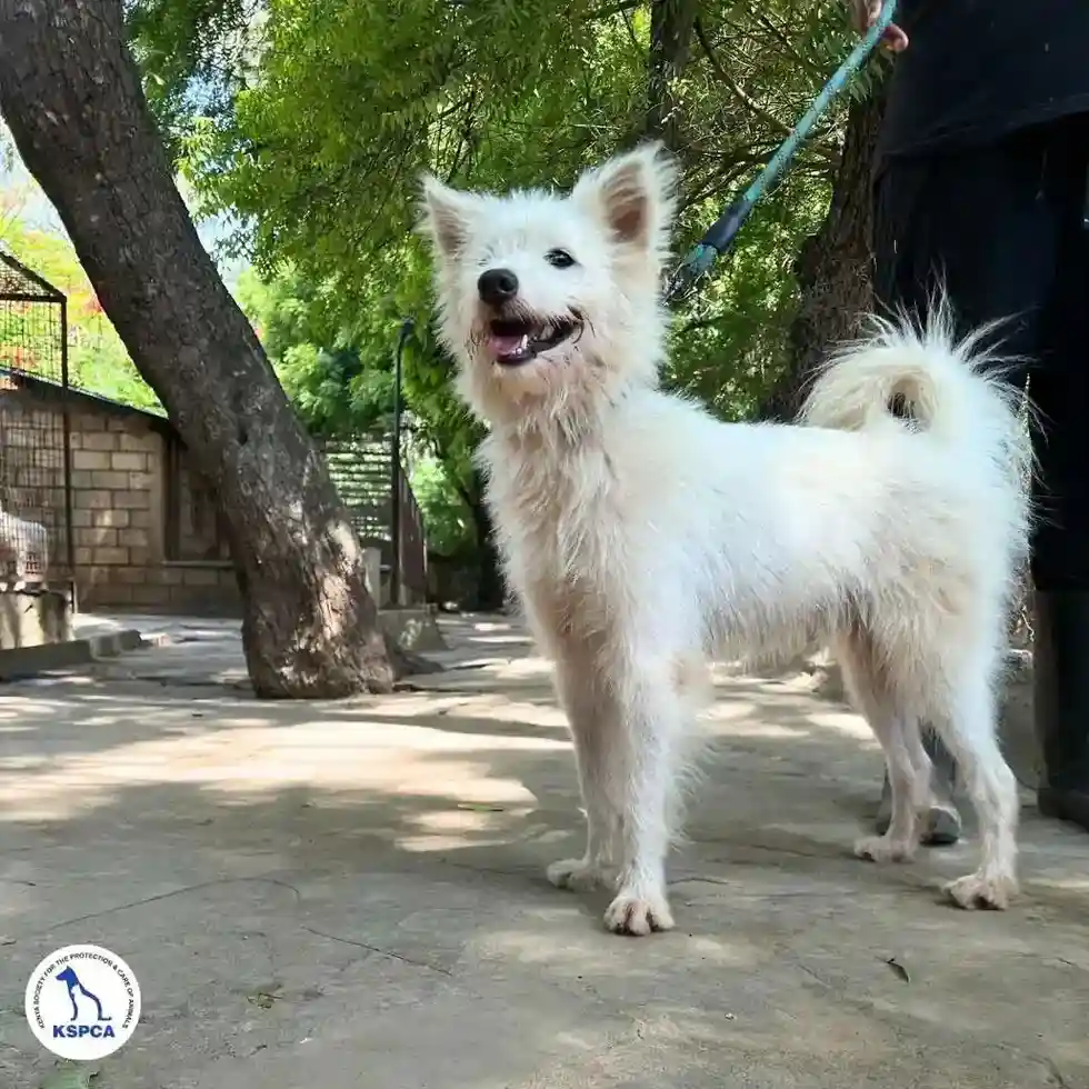 Chesoli Adoptable Pet KSPCA