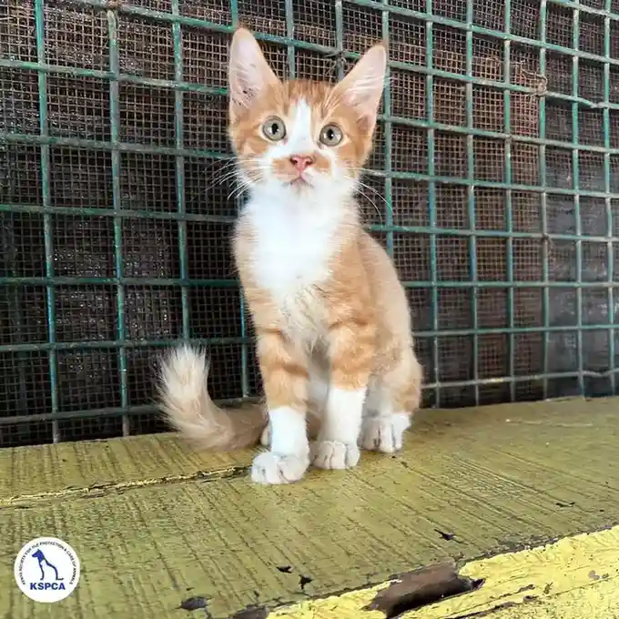 City Boy Adoptable Pet KSPCA