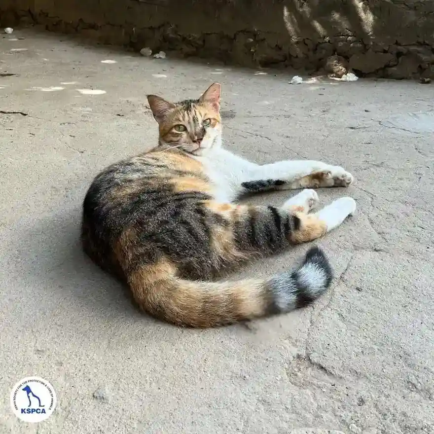 Marilyn Adoptable Pet KSPCA