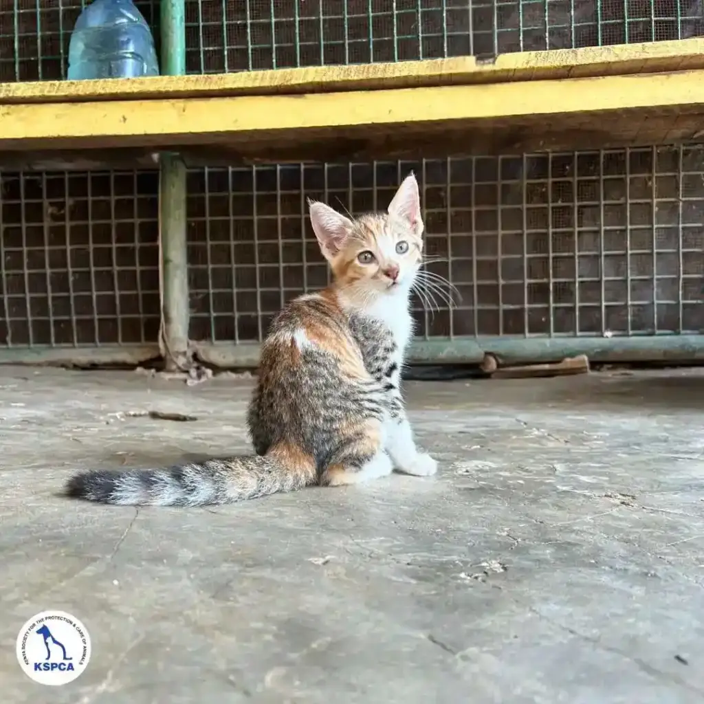 Meadow Adoptable Pet KSPCA