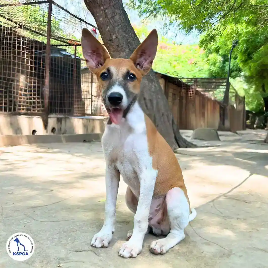 Kito Adoptable Pet KSPCA